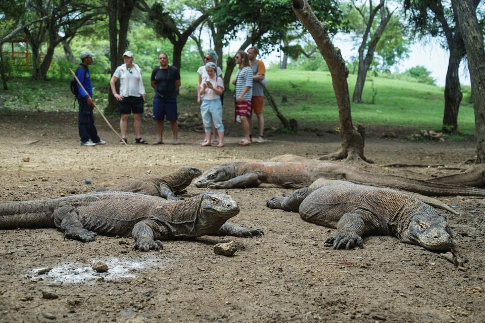Komodo-Indonesia