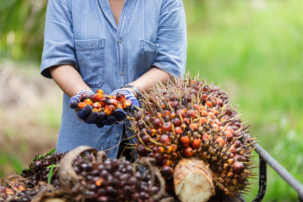 Buah-Kelapa-Sawit-1024×683