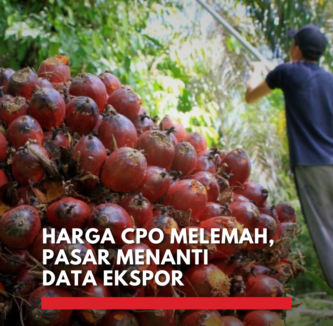 Harga CPO Melemah di Bursa Malaysia, Pasar Tunggu Arah Data Ekspor harga CPO